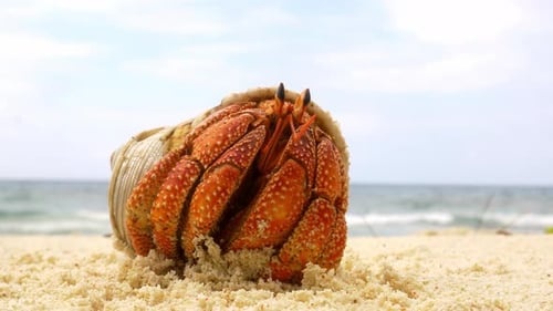 Orange hermit crab hiding in shell then crawls away