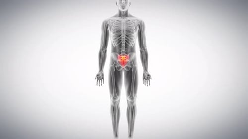 Human sacrum bone highlighted in a medical 3d anatomy video