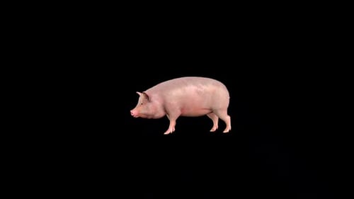 Realistic 3D Animated Pig Walk Cycle
