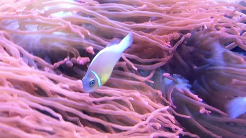 orange and black clown fishes, anemone fish at underwater, in slowmo