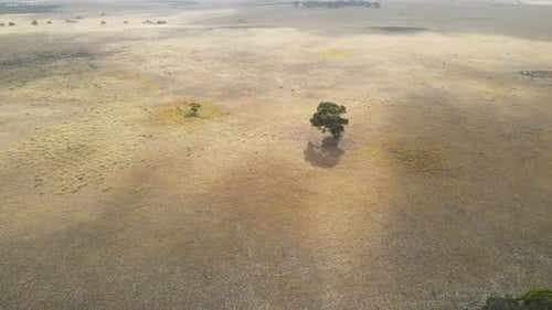 Luftüberflug über endlose trockene Landschaft und magische Bäume in verlassener Wildnis an sonnigen Tagen. Exmouth