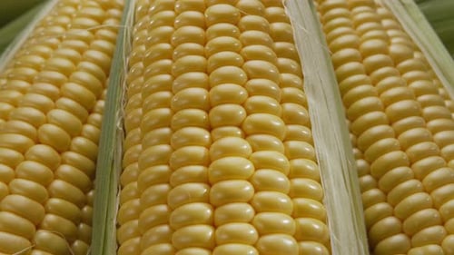 Close-up shot of ripe corn heads with corn whiskers and leaves.