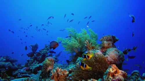 Background Tropical Sea Underwater Clownfish