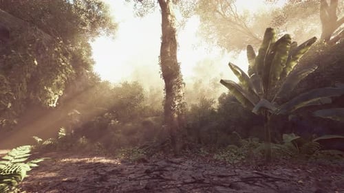 Sunlit Jungle Scene Featuring Lush Greenery and Vibrant Plant Life at Dawn