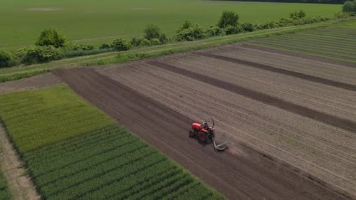 Agricultural Red Small Tractor in the Field Plowing Works in the Field