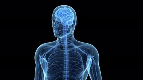 Human brain glowing inside a digital silhouette of the body