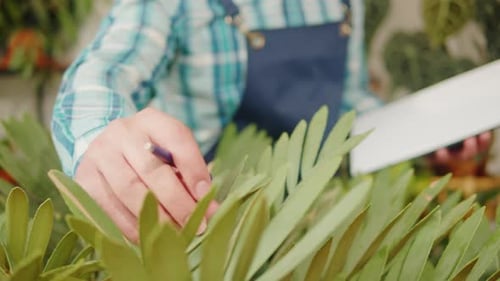 Florist Inspector Working in Flower Shop Gardener Inspecting Plants Greenhouse Worker Checking
