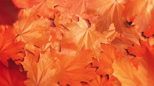 Red Maple Leaf Fall