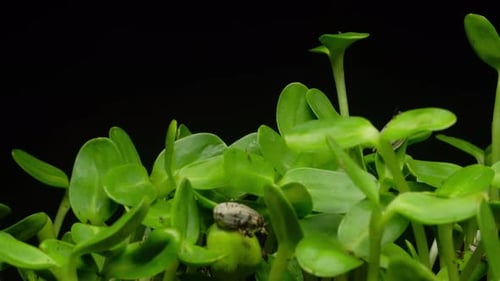 Plant Sprouts Growing in Time Lapse on Black