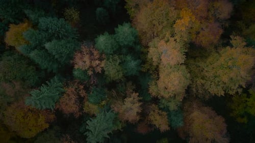 Aerial View of Dense Autumn Forest Canopy Captured By Drone in Beautiful Colors