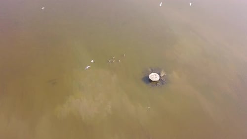 Aerial View of Marshland with Flying Birds