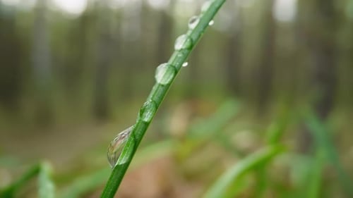 Green Blade of Grass Covered with Dew Drops in Morning