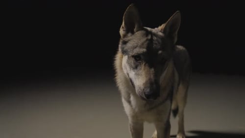 Wolfhound in dark Studio Environment