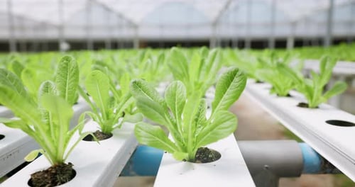 Hydroponic farm, leaves or greenhouse closeup in plant production, modern agriculture innovation