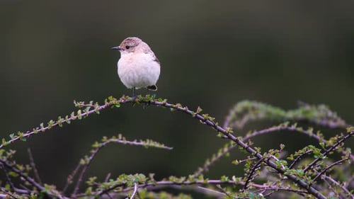 Europäischer Stonechat