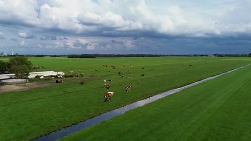This image shows a wide, green pasture dotted with cows grazing under a partly cloudy sky. A narrow