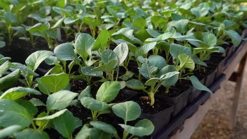 Small vegetable plants are freshly watered.