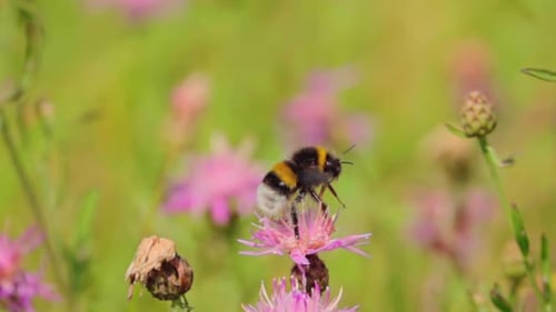 Bumblebee on Flower Collects Nectar Then Flies Away