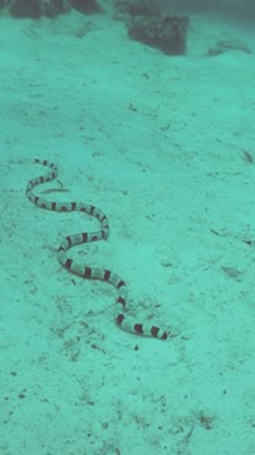 Sea Snake Underwater Semporna-Sipadan, Malaisie