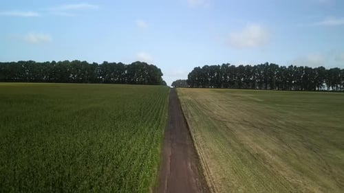 Green field aerial view in Ukraine