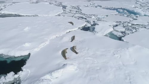 Crabeater Seal Iceberg Antarctica Wildlife