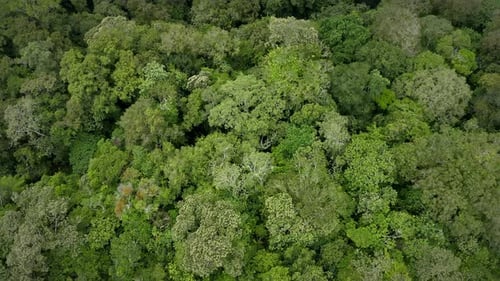 Tropical Green Forest Top View