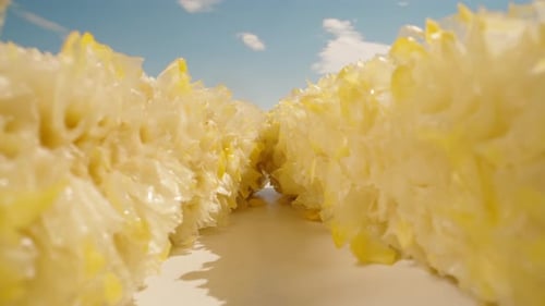 Two corn stalks against a blue sky. It was delicious. Dolly slider extreme close-up. Laowa Probe. Sl