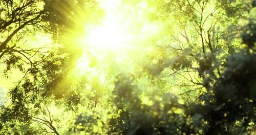 Rays of Sunlight Filtering Through Lush Green Forest Canopy During Daytime