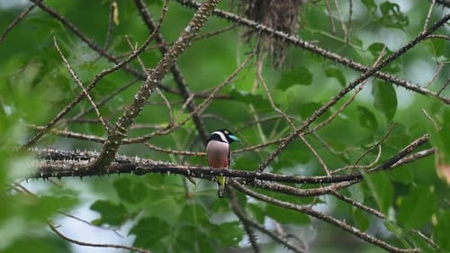 Der schwarz-gelbe Breitschnabel Eurylaimus wird gesehen, wie er seinen Kopf bewegt, während er auf einem dornigen Ast sitzt