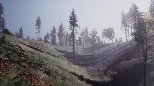Evergreen Fir Trees with Cones Peaks of French Alps Mountains