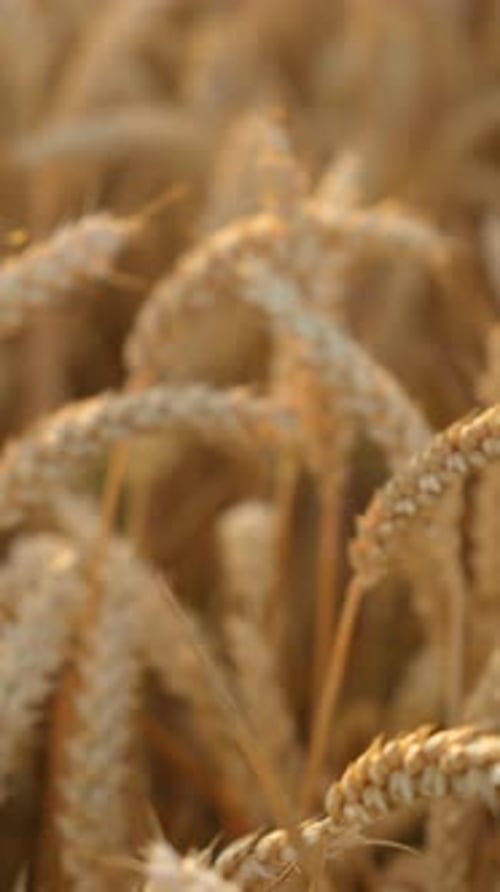Field of Ripening Wheat at Sunset Close Up Spikelets of Wheat with Grain Shakes By Wind Crop Harvest