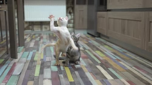 Slow Motion Shot of Cute Kittens Playing