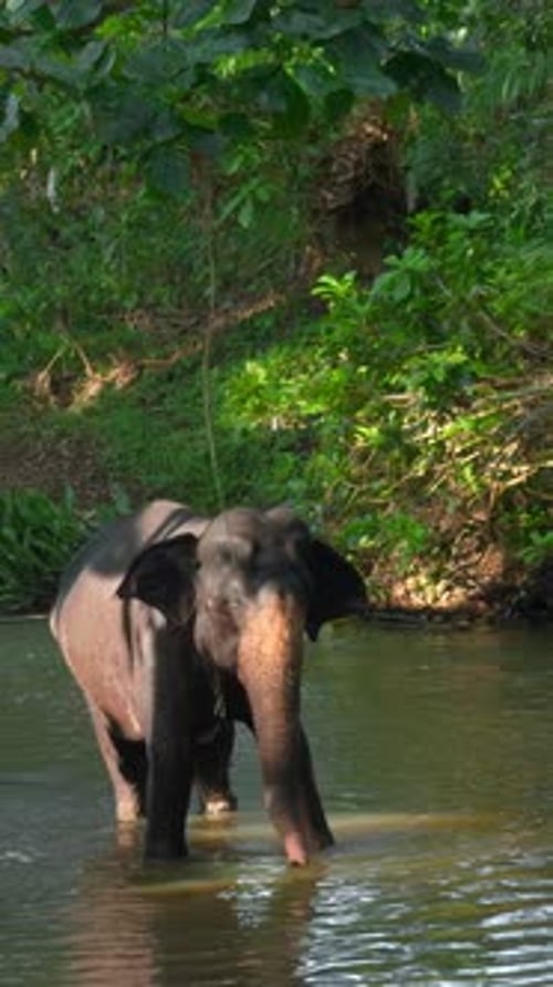 Little Elephant in River Action Baby Elephant is Playing in River in Jungle Little Elephant is