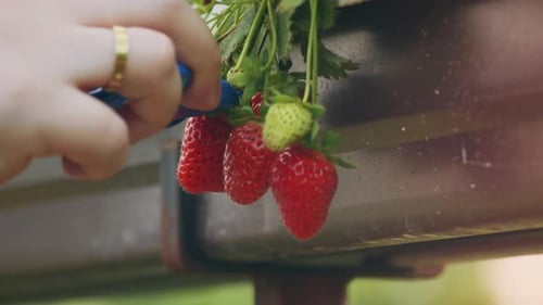 Picking Strawberry