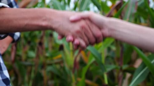 Two Female Farmers Shaking Hands with a Green Corn Meadow at Background Business Partners Concluded