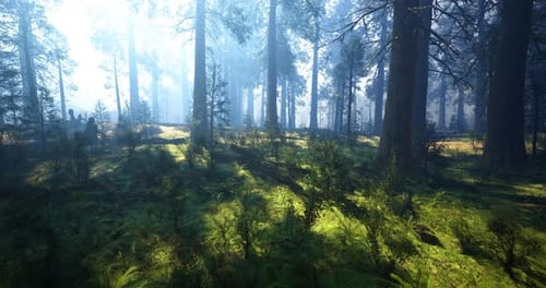 Enchanted Forest Bathed in Morning Light Revealing Vibrant Greenery