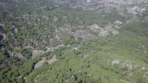 Aerial footage of Mediterranean forest landscape with Olive trees plantations.