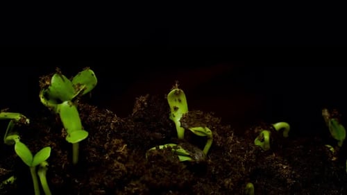 Time Lapse of Seeds Germinating From Soil