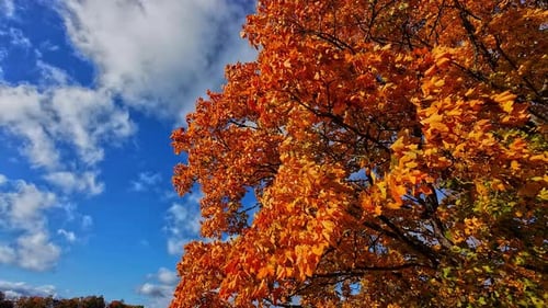 Feuilles d'arbres d'automne contrastant avec un ciel bleu clair en arrière-plan - Prise de vue en angle faible