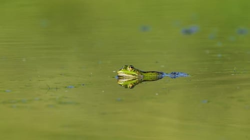 A frog captured on the water surface of a pond