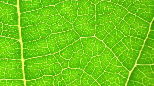 Un gros plan détaillé d'une feuille verte éclatante.