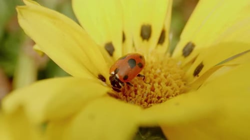 Stunning close-up of a ladybug resting on a vibrant yellow flower in a sunny garden