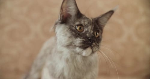 Funny Curious Grey Maine Coon Cat Attentively Watching Maine Shag At Home Close Up View Amazing Pets