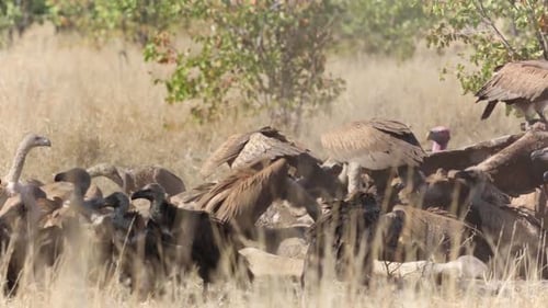 White backed Vultures in Kruger National park, South Africa