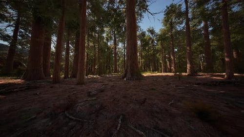 Classic View of Famous Giant Sequoia Trees