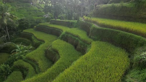 Rice Terrace 23