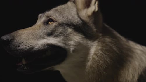 Wolfhound in dark Studio Environment