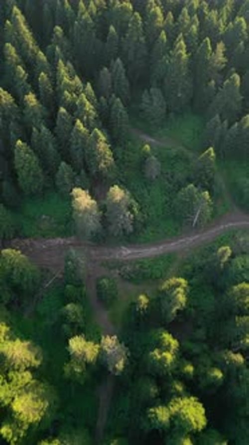Vertical Aerial View of a Dense Forest 4k