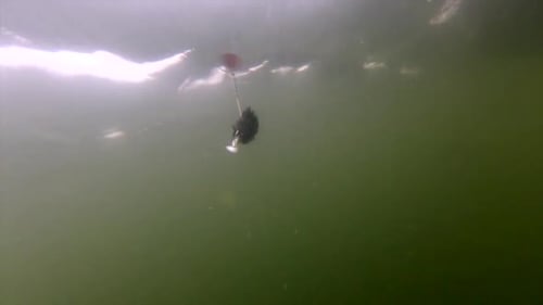 Spinner noir flottant à queue blanche chassant des poissons sous l'eau - Prise de vue moyenne (Ralenti)