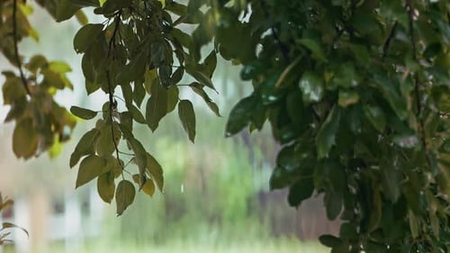 Rain On A Tree